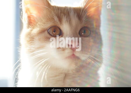 Cute Ingwer weiße Katze, Nahaufnahme, Gesicht. Stockfoto