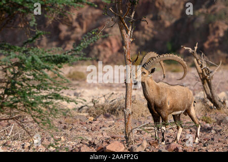 Nubischen Steinböcken Ziege in natürlichen Lebensraum in Timna Park beim Essen von einem Baum Stockfoto