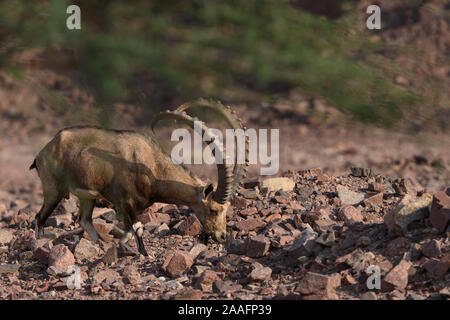 Seitenansicht eines nubischen Steinböcken Capra - seltene Säugetier in Israel wadi Wüstengebiete gefunden Stockfoto