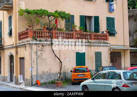 Ein hohes, dünnes Baum wächst und in den ersten Stock einer Wohnung erreicht in der Stadt Ventimiglia, Italien Stockfoto