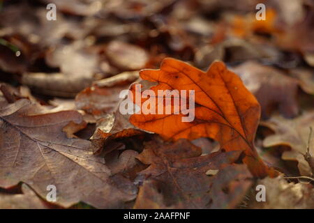 Brown oak leaf Nahaufnahme auf dem Herbst Straße in den Wald. Stockfoto