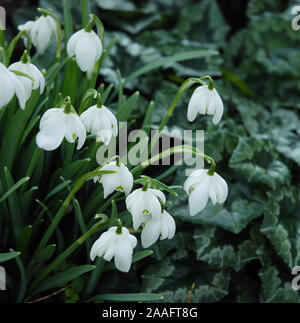 Galanthus nivalis 'Flore Pleno' ist eine knollige Staude bis 15 cm, mit schmalen, grau-grünen Blättern und einsame, nickend, duftenden, weissen Blüten 2 Stockfoto