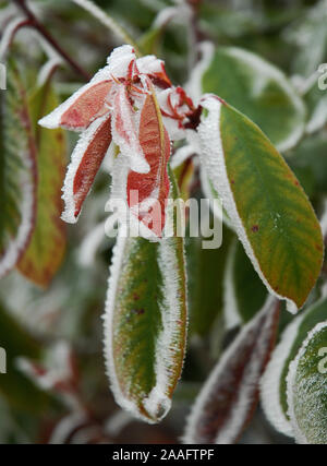 Eine mattierte Photinia x fraseri 'Red Robin' Stockfoto