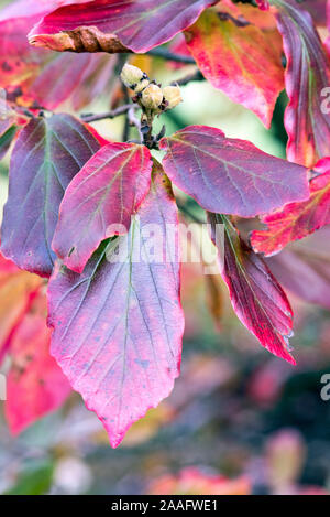 Parrotia persica, Blätter im Herbst. Stockfoto