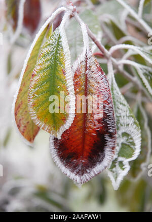 Photinia x fraseri 'Red Robin; umrandete in Reif ist wie blanket Stitch emmbroidery. Photinia einen immergrünen oder Sommergrünen Strauch oder Baum, mit einfachen l Stockfoto