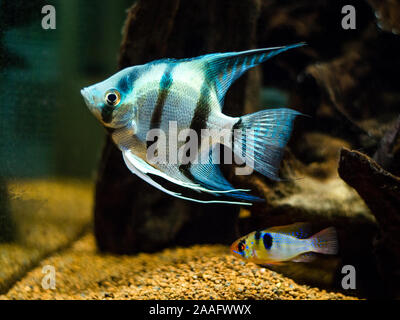 Blue Zebra Angelfish (Auchen Scalare) und Ram cichlid (Mikrogeophagus ramirezi) in ein Aquarium Stockfoto