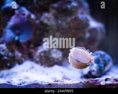 Trochus Schnecke Algen Essen auf dem Glas eine Reef Aquarium Stockfoto