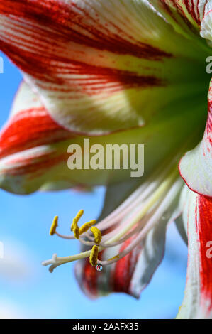 Winter Blume große rote und weiße Amaryllis Hippeastrum Nahaufnahme und blauer Himmel Stockfoto