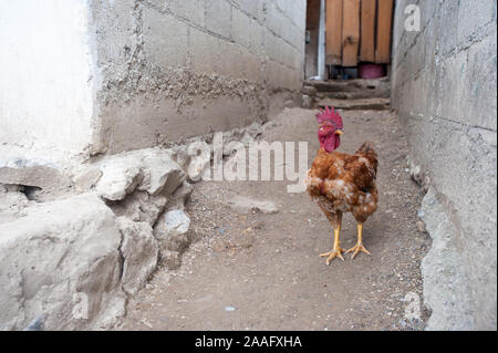 Ein Geflügel in San Jorge La Laguna, Solola, Guatemala. Stockfoto