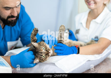 Professionelle ärzte Tierärzte durchzuführen Ultraschalluntersuchung der inneren Organe der eine Katze in einer Tierklinik. Stockfoto