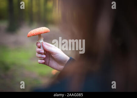 Weibliche holding Amanita Muscaria Pilze, allgemein bekannt als the fly Agaric oder amanita fliegen, ist ein basidiomycet der Gattung Amanita. Stockfoto