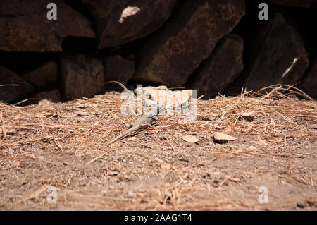 Lizard Muster von Teneriffa GALLOTIA GALLOTI, fliehen die Szene mit ein Stück Brot in den Mund Stockfoto