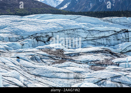 Black Bear wandering unter Zerschrundeten und gebrochene Eis Der Matanuska Gletscher in der Chugach Mountains von Alaska. Stockfoto