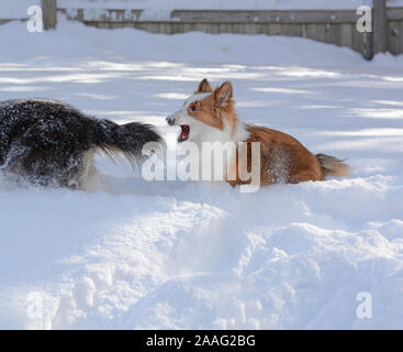 Eine junge Shetland Sheepdog (shelties) versucht, Schwanz ihres Bruders zu beißen. Stockfoto