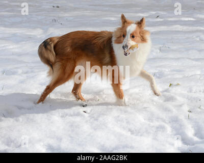 Ein junger Sable farbige Shetland Sheepdog (sheltie) läuft in den Schnee mit einem Apfel in den Mund. Stockfoto