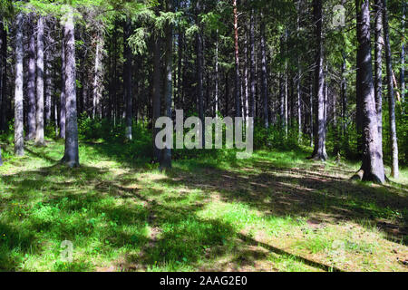 Schönen grünen Wald mit sonnigen Balken Fichte. Sonne scheint durch die Fichten. Stockfoto