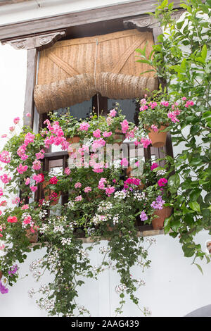 Cordoba, Andalusien, Spanien. Ein aufgerollt Fenster blind aus Hanf lässt Raum für eine Anzeige von Geranien während des Festivals der Innenhöfe im Mai. Stockfoto