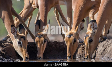 Impala Mutterschafe Trinken an einem Wasserloch in Botswana, Schließen und mit Trennung Stockfoto