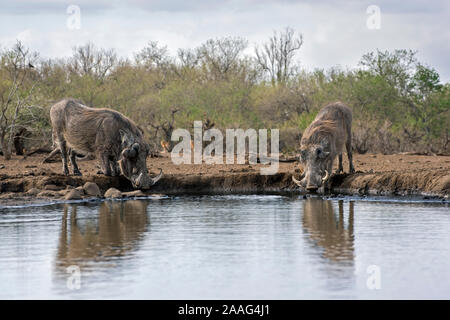 Zwei Warthogs Trinken an der Wasserstelle mit einer Reflexion Stockfoto