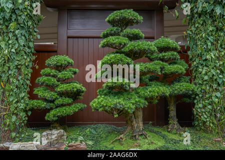 Japanische Begrüßung kiefer Landschaft Stockfoto