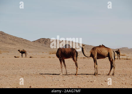 Dromedare in der Landschaft stehend Stockfoto