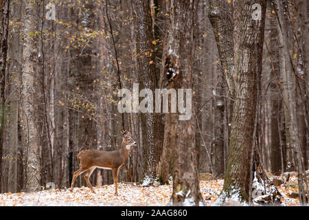 Nach Weißwedelhirsche buck während der Wisconsin Furche im November Stockfoto