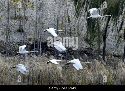 Jinan, Provinz Shandong in China. Nov, 2019 21. Schwäne fliegen über longhu Feuchtgebiet in Tianqiao Bezirk von Jinan, Provinz Shandong im Osten Chinas, Nov. 21, 2019. Credit: Zhang Rufeng/Xinhua/Alamy leben Nachrichten Stockfoto