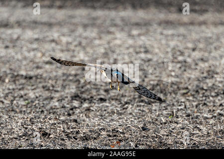 Red-tailed Hawk im Flug. Stockfoto