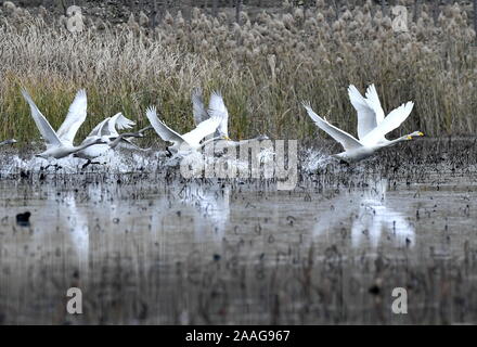 Jinan, Provinz Shandong in China. Nov, 2019 21. Schwäne sind im longhu Feuchtgebiet in Tianqiao Bezirk von Jinan, Provinz Shandong im Osten Chinas, Nov. 21, 2019. Credit: Zhang Rufeng/Xinhua/Alamy leben Nachrichten Stockfoto