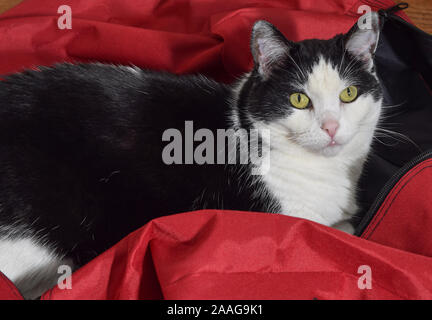 Die Qual Senior Cat Festlegung trotzig in Weihnachtsbaum Tasche und starrte auf die Kamera. Stockfoto