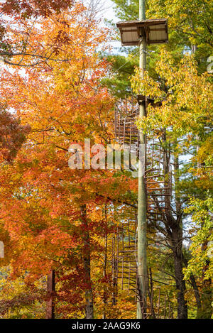 Spindeltreppe klettern auf eine Baumkrone zipline Plattform inmitten bunter Herbst Blätter an Unicoi State Park & Lodge in Helen, Georgia. (USA) Stockfoto