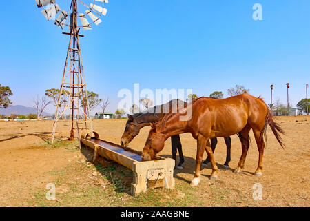 Zwei Pferde trinken zu einem Wassertrog. Stockfoto