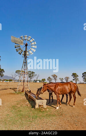 Zwei Pferde auf einem wassertrog auf eine Dürre farm betroffen. Stockfoto