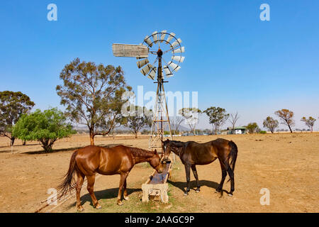 Zwei Pferde auf einem wassertrog mit Mühle hinter Ihnen. Stockfoto