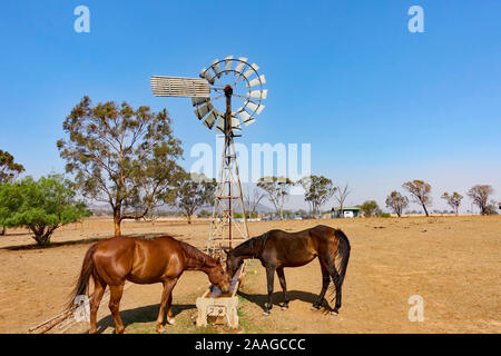 Zwei Bauernhof Pferde trinken an einer Windmühle fed Wassertrog. Stockfoto