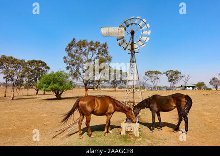 Zwei Pferde an einer Windmühle fed Wassertrog in einer Dürre betroffenen Koppel. Stockfoto