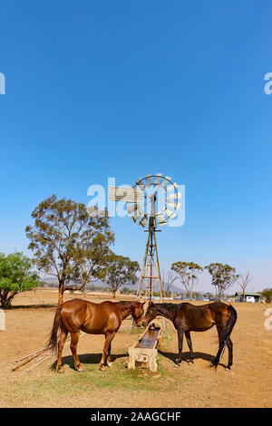 Zwei Pferde Nase an Nase nach Durst auf eine Dürre farm betroffen. Stockfoto