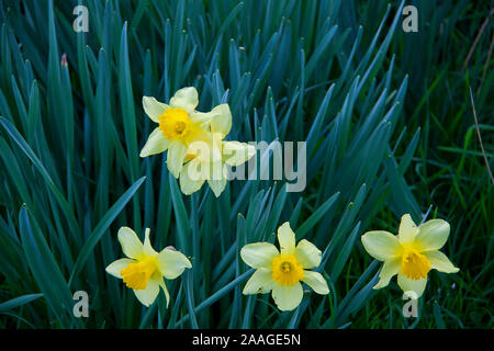 Gelbe Narzissen wachsen in das Feld Stockfoto