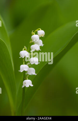 Maigloeckchen, Convalleria majalis, Oldenburger Münsterland Stockfoto