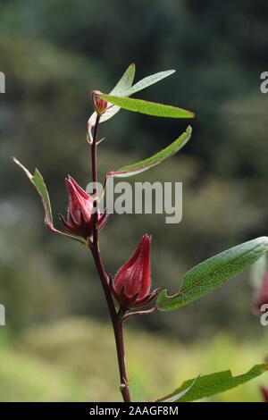 Roselle Pflanze, Hibiscus sabdariffa, Assam, Indien Stockfoto