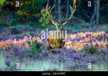 Hirsch im Morgenlicht Stockfoto