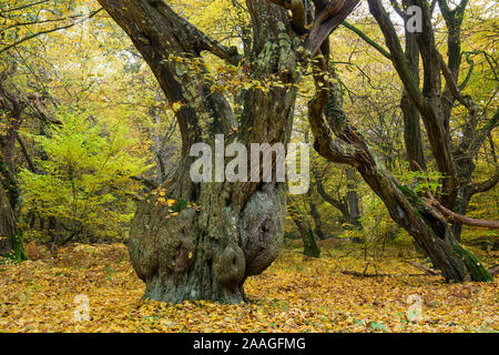 Urwald mit alten Baeumen, Urwald Baumweg, Münsterland, Stockfoto