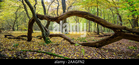 Urwald mit alten Baeumen, Urwald Baumweg, Münsterland, Stockfoto