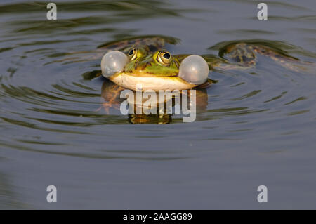 Wasserfrosch, Teichfrosch, Rana esculenta, Pelophylax seculentus, Stockfoto
