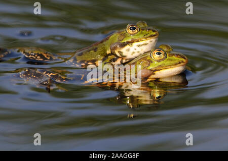 Wasserfrosch, Teichfrosch, Rana esculenta, Pelophylax seculentus, Stockfoto