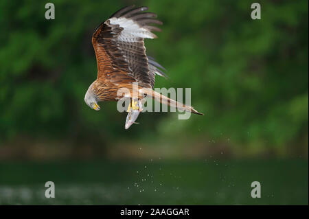 Milvus milvus, Roter Milan, Rotmilan, Rotmilan, Stockfoto