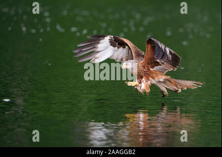 Milvus milvus, Roter Milan, Rotmilan, Rotmilan, Stockfoto