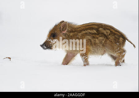 Wildschwein im Schnee, Winter Stockfoto