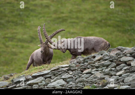 Steinbock in den Alpen Stockfoto