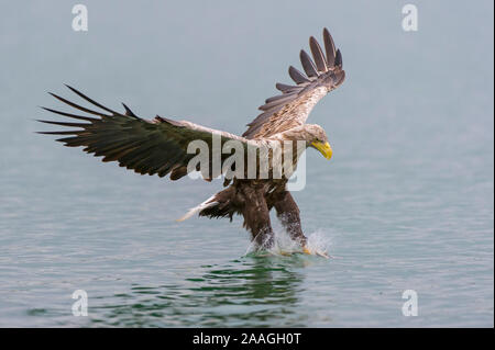 Jagender Seeadler im Flug Stockfoto
